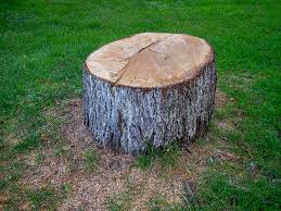 How Our Tree Care Process Works  in  Booker, TX