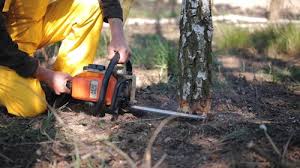 Best Tree Cabling and Bracing  in Booker, TX
