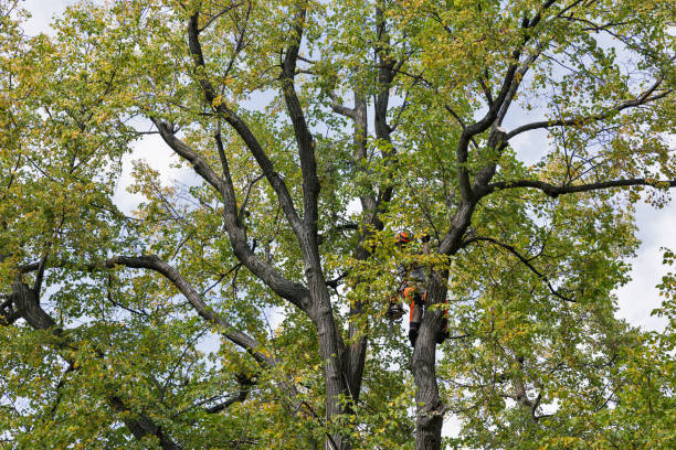Best Fruit Tree Pruning  in Booker, TX